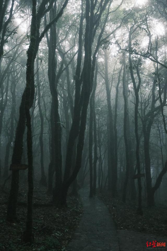 哀牢山有何“神秘”？当地文旅局：原始森林气候多变，陌生区域工作人员也需护林员带领