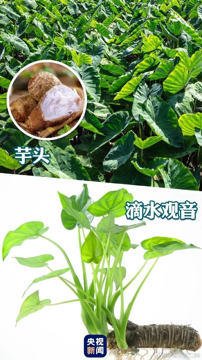 男孩把滴水观音当芋头误食险猝死，医生：滴水观音根茎含有乌头碱，有剧毒！