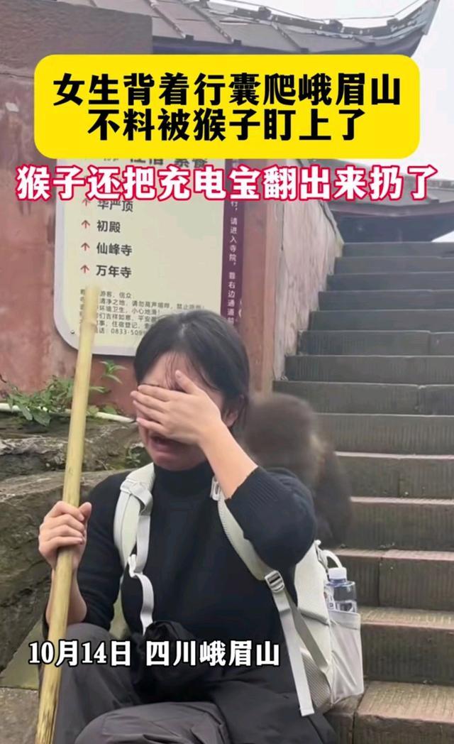 女生被峨眉山猴子翻包气哭 网友热议猴子行为