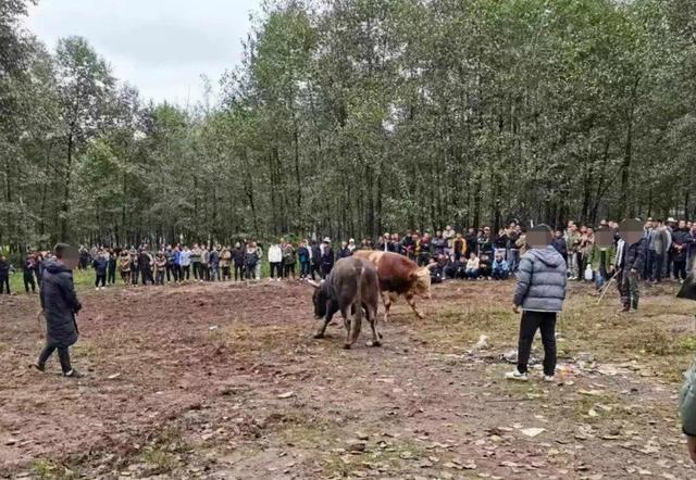 四川凉山多名男子私自组织斗羊斗牛比赛，未依法报备被警方行拘