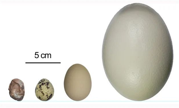 江西发现全球最小恐龙蛋化石：长轴仅2.9厘米 比鹌鹑蛋还小