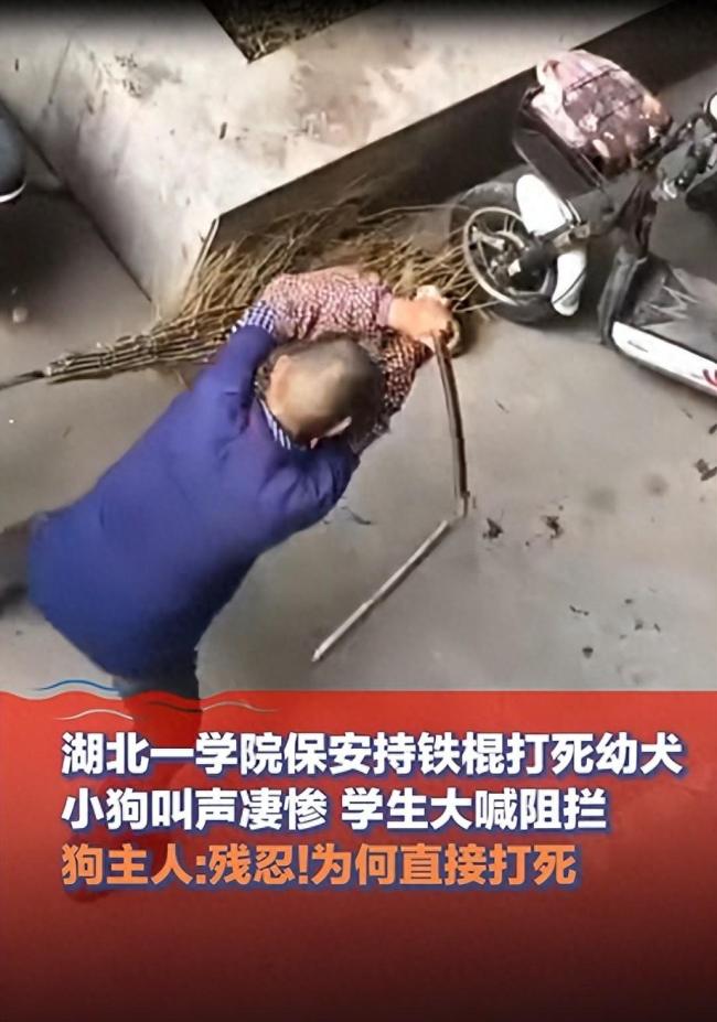 曝湖北一学院保安打死幼犬 校方回应：无标识犬