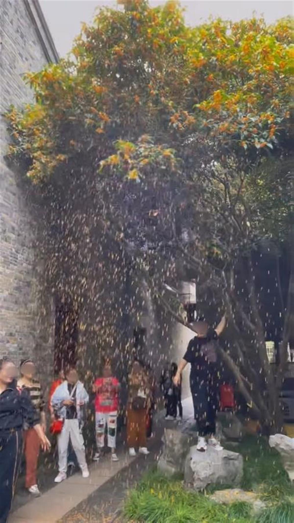 大妈在“晚清第一园”何园内猛摇金桂造“桂花雨”，景区回应