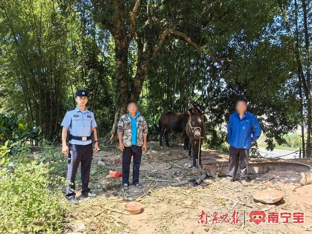 价值5万元的两头骡子丢失 民警16小时寻回 新警迅速行动获赞