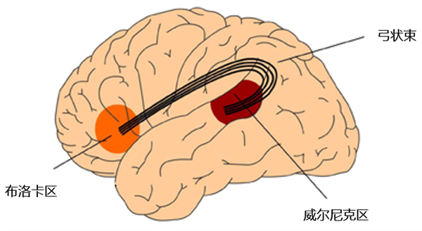 为什么我一紧张就口吃啊！