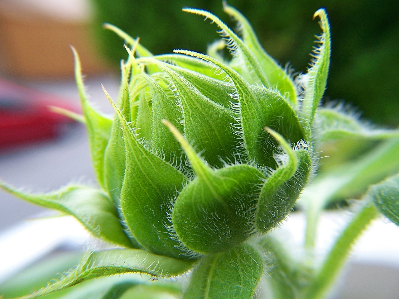 新疆和田植物工厂探索作物快速繁育