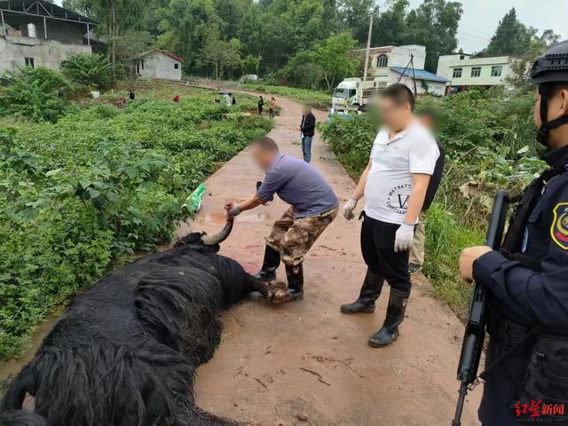 惊险！一头牦牛在卸车时逃脱，失控冲向村庄聚居区 民警开枪击毙