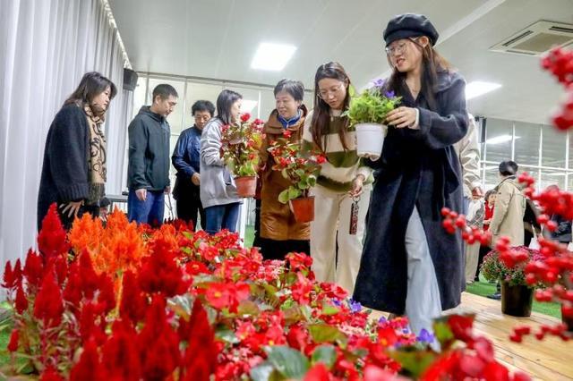 近千个家庭收到长安街摆放过的鲜花 国庆花坛花卉到我家