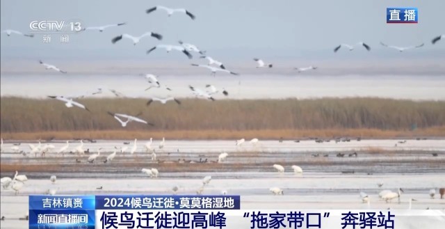 “拖家带口”奔驿站！吉林莫莫格湿地迎候鸟迁徙高峰