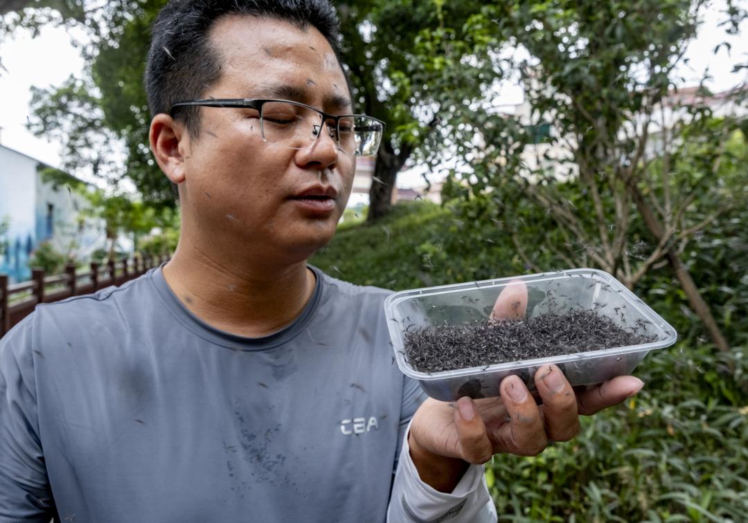 广州峡石村通过放飞大量“益蚊”控制伊蚊种群密度，七年未发生一例登革热病例