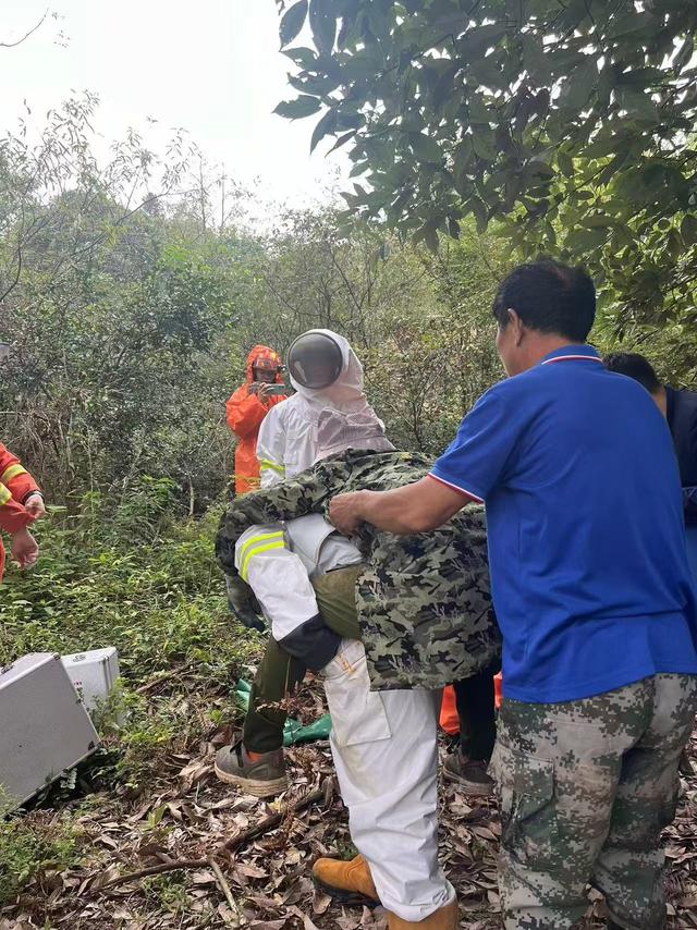 郴州老人被鬼头蜂围攻蜇伤昏迷，蜂针令人害怕！医生：过敏体质者被蛰或有生命危险