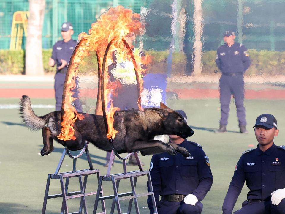 新华鲜报｜各显神通！中国警犬“战力”十足