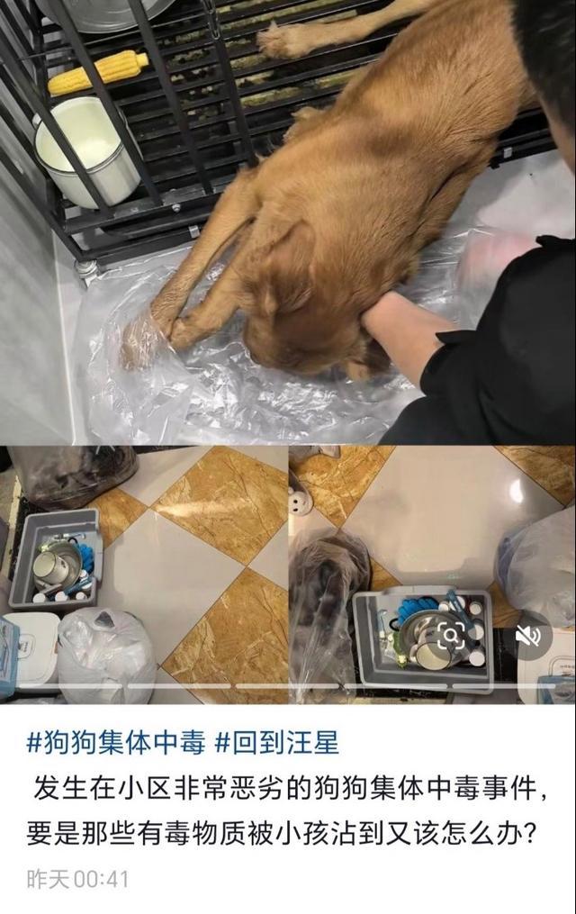 贵州遵义一小区疑出现宠物狗集体中毒情况 警方回应：已在调查