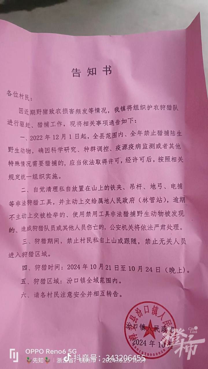 淳安汾口镇全域猎捕野猪，老猎户说这一次捕了十来头，最大的200多斤