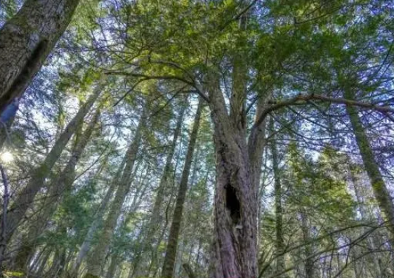 长白山发现珍稀古树群：有6株树龄超千年