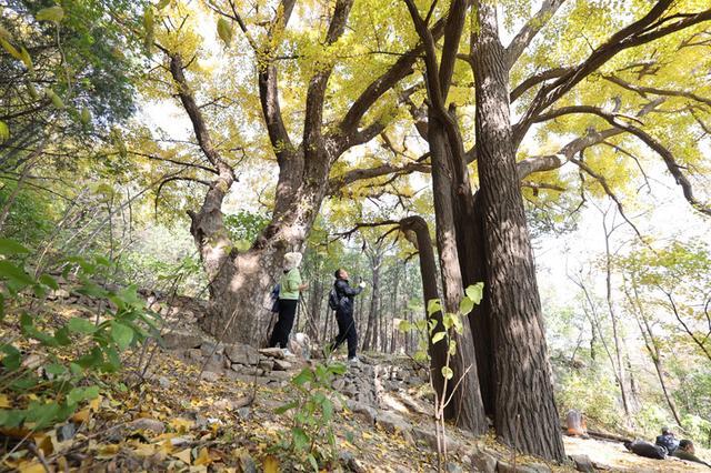 京西两棵银杏树有望挂牌保护 古树迎来新生