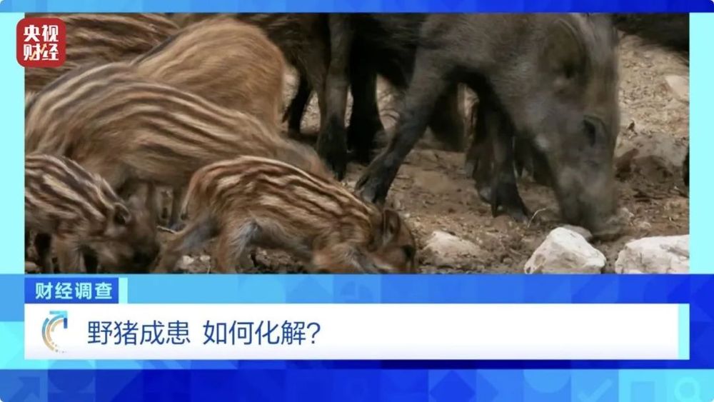 160斤野猪“狂飙”，毁物伤人！多地频现野猪进城致害事件！《财经调查》直击→