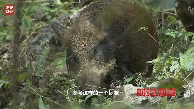 我国野猪达200万头在26个省致害 猎捕问题引热议