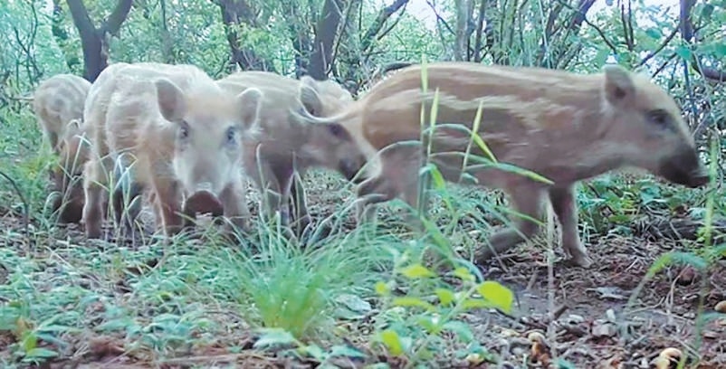 疯狂的野猪京郊频频撒野