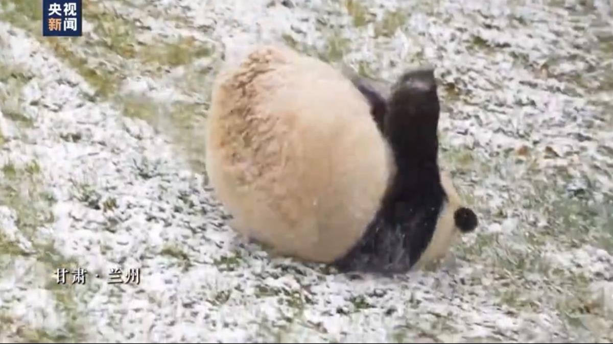 甘肃熊猫在打滚，辽宁熊猫在打盹，它们为何爱在雪天撒欢？